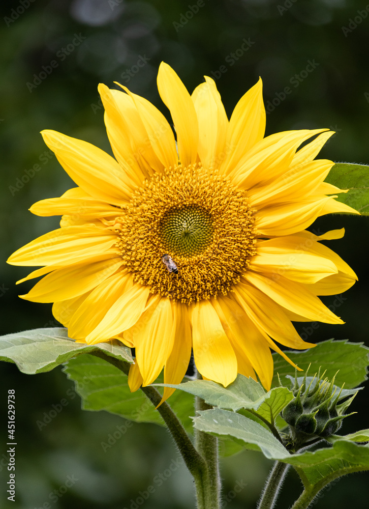 Obraz premium Sonnenblume