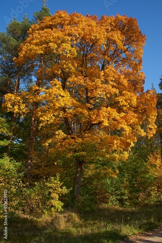 Drzewa w parku i lesie przybrały jesienną szatę. Jesień maluje drzewa na jaskrawe kolory. 