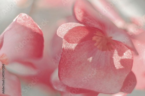 pink rose petals abstract background nature