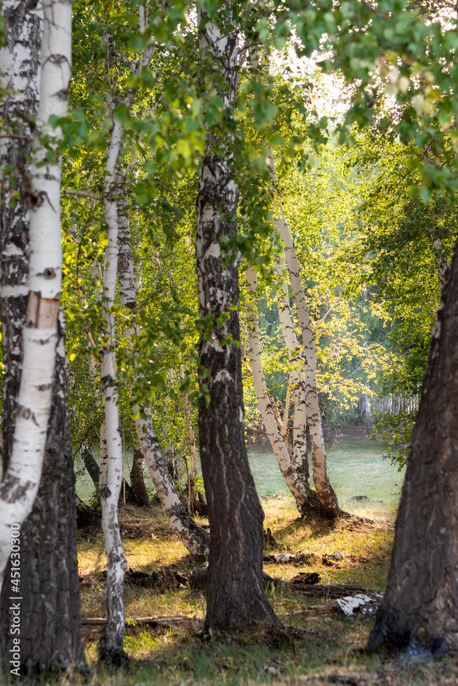 trees in summer trees in summer