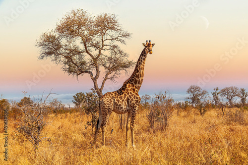 Giraffe in the Savannah of South Africa