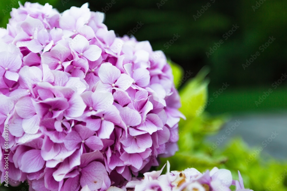 Fototapeta premium Geranium.