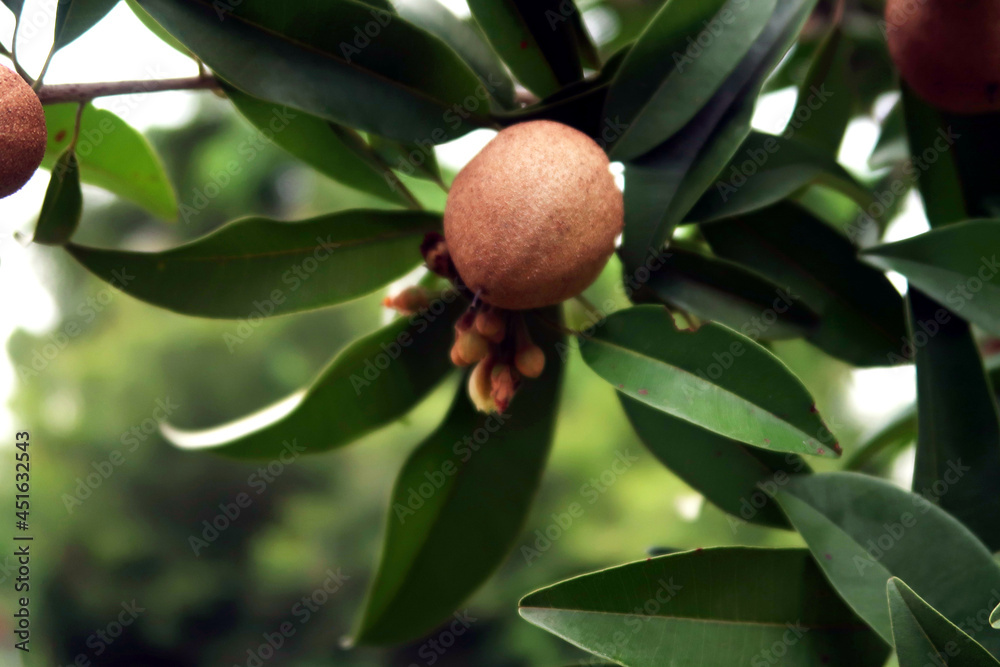 Chicko sapota food natural with green leafes Chicko sapota food natural with green leafes