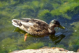 Close up of brown mallard female duck floating, swimming in seawater with green seaweed around. A sunny summer day. July 2021.