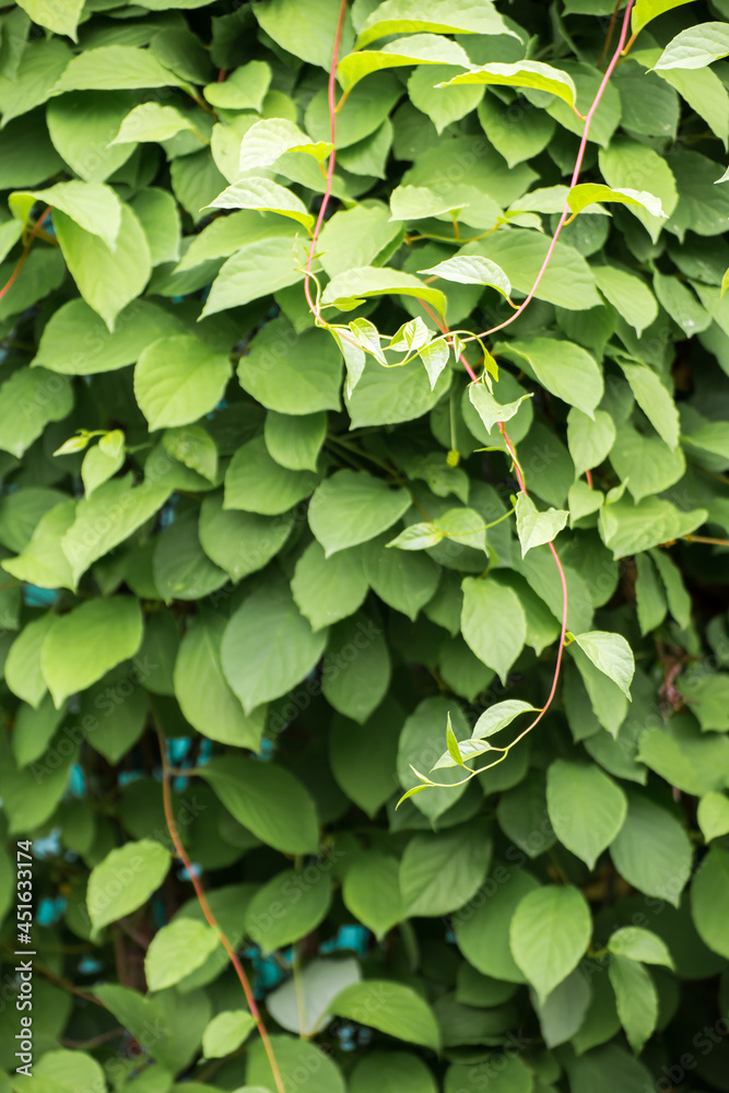 Beautiful background of green, rounded leaves. Abstraction from ...