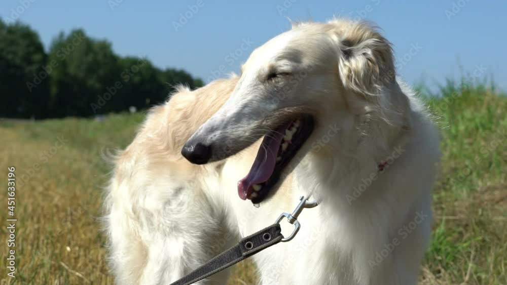 dog breath suffering from heat summer outdoors on the field dog breath suffering from heat summer outdoors on the field