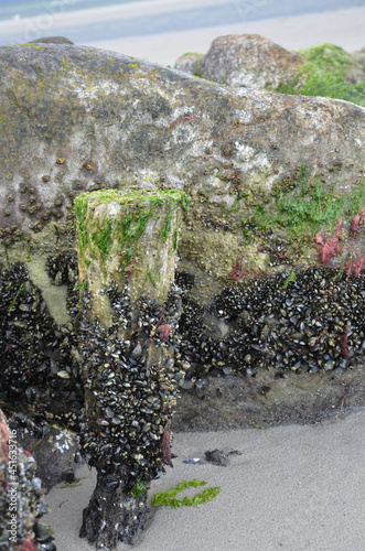 Muscheln und Ablagerungen an Fels und Buhne bei Niedrigwasser an der Ostsee - Ebbe © alisseja