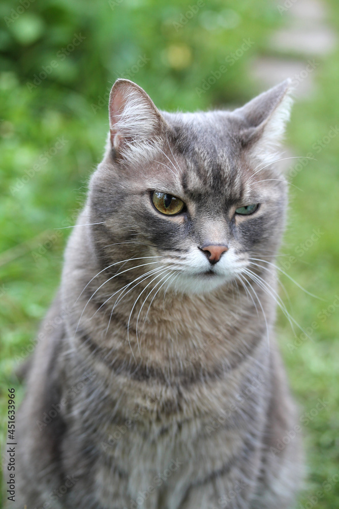 A funny gray tabby cat with eyes of different colors is sitting on the grass. A funny gray tabby cat with eyes of different colors is sitting on the grass.