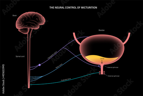 Micturition neural control