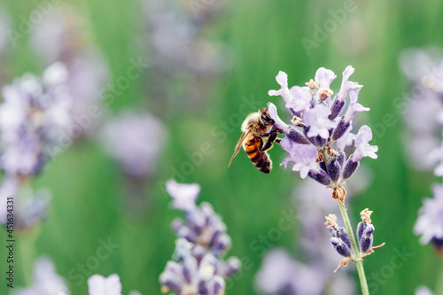 Bee bumblebee collects nectar in lavender field, close up © barkhat