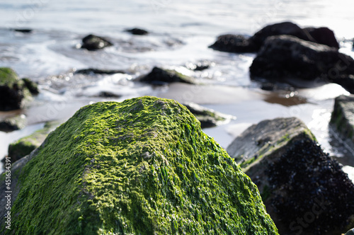 Green algae on the rock