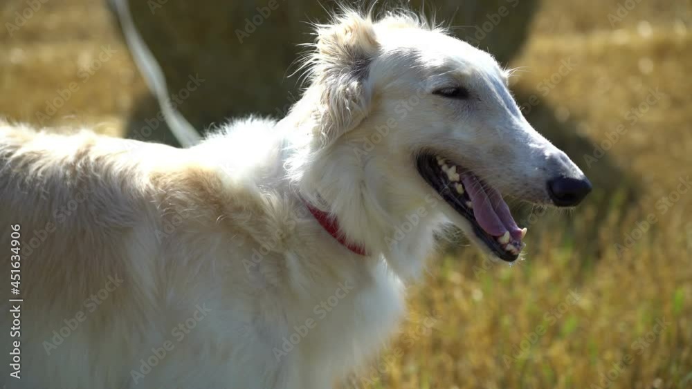 dog looking at camera, breath suffering from heat summer outdoors on the field funny cute russion greyhoud dog looking at camera, breath suffering from heat summer outdoors on the field funny cute russion greyhoud