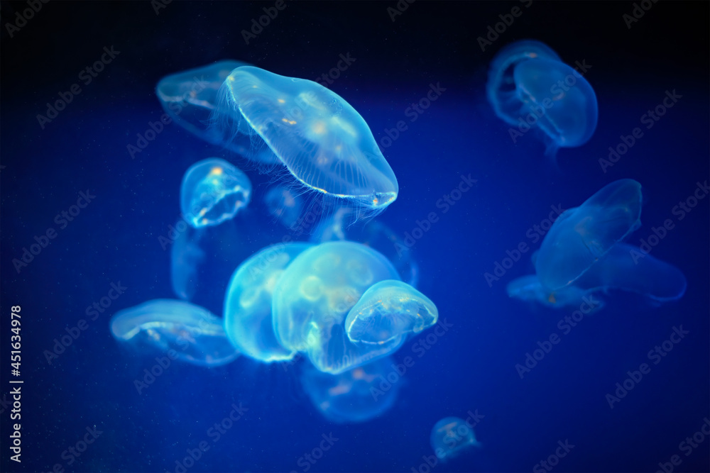 Medusa jellyfish unwerwater Medusa jellyfish unwerwater
