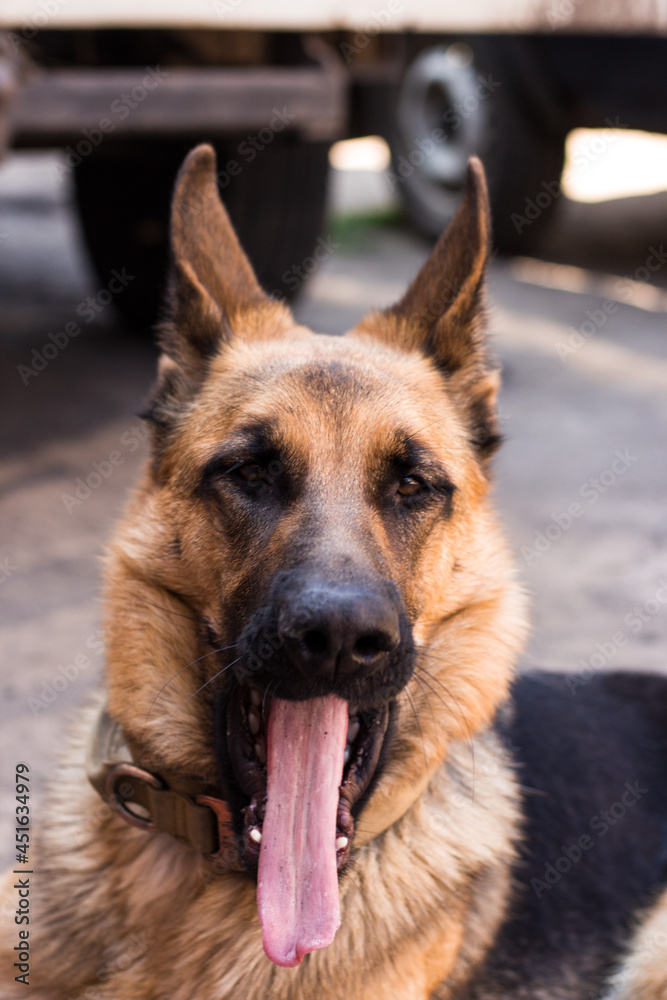 German Shepherd Yawns ridiculously with her tongue sticking out. High quality photo German Shepherd Yawns ridiculously with her tongue sticking out. High quality photo