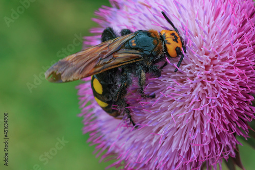 The giant scolia wasp (Megascolia maculata) feeds on nectar on a thorn flower photo