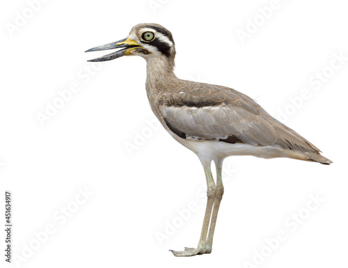 Great stone curlew (Esacus recurvirostris) ugly brown thick-knee with big eyes and large bills wader bird