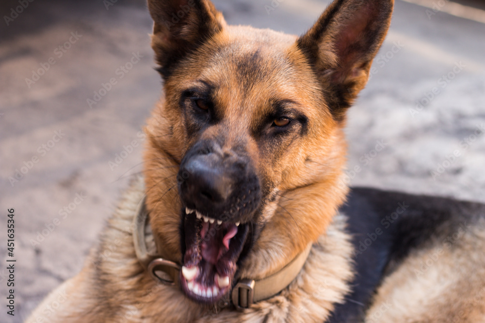 A young German Shepherd yawns ridiculously. Dog in the process of yawning with an open mouth. High quality photo