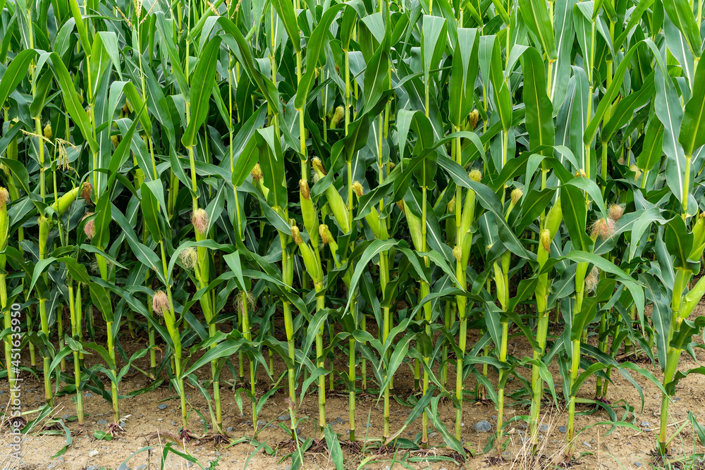 Obraz premium Maisfeld mit Silomais