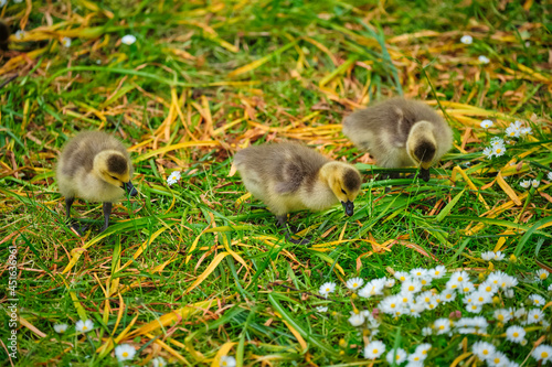 Canada goose goslings photo