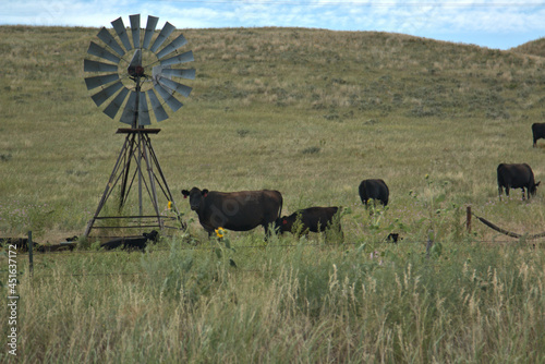 Cattle Ranching in the Sandhills of Western Nebraska