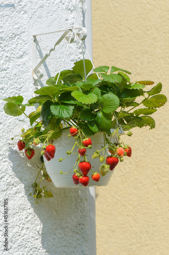 Reife Erdbeeren in einer Ampel