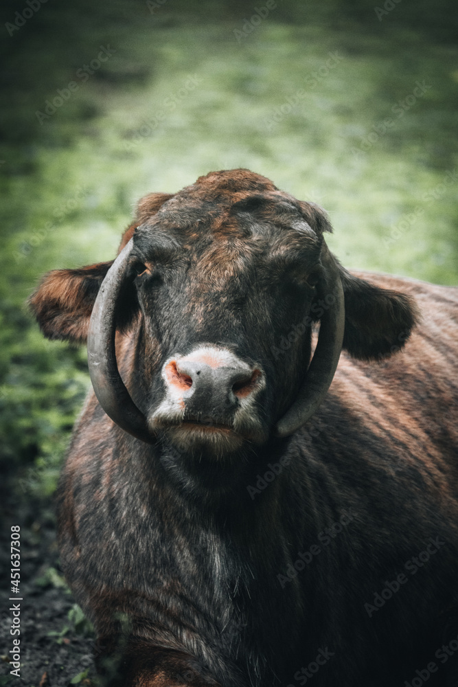 Fototapeta premium Wisent in the Białowieża National Park