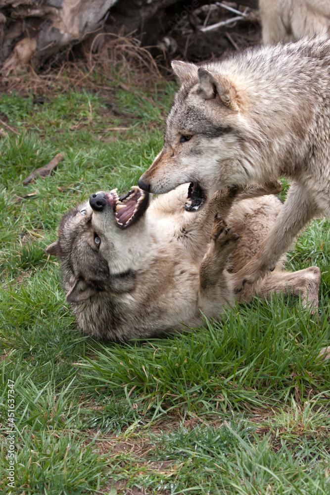 Two grey wolves struggling for dominance Two grey wolves struggling for dominance