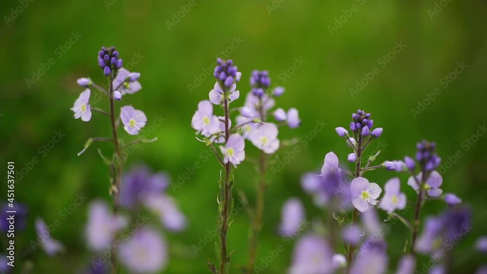 Wild Flower of Veronica, also known as Speedwell. Close Up View Wild Flower of Veronica, also known as Speedwell. Close Up View