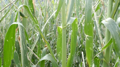 Slide through destroyed corn field by hail, heavy weather, natural catastrophe.