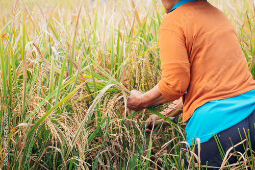 The traditional way women farmer harvesting rice in rice field in Yogyakarta Province