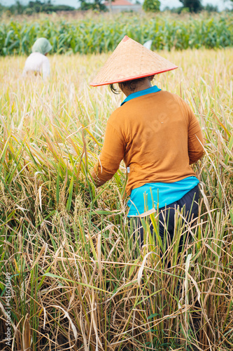 The traditional way women farmer harvesting rice in rice field in Yogyakarta Province