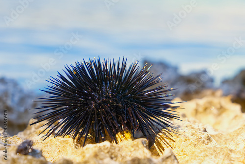 close-up sea urchin on rock with blue sea in background. Paracentrotus lividus
