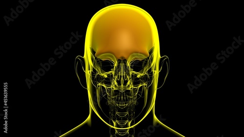 Human Skeleton Skull Frontal Bone Anatomy For Medical Concept