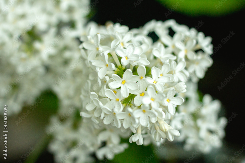 close up of white flowers