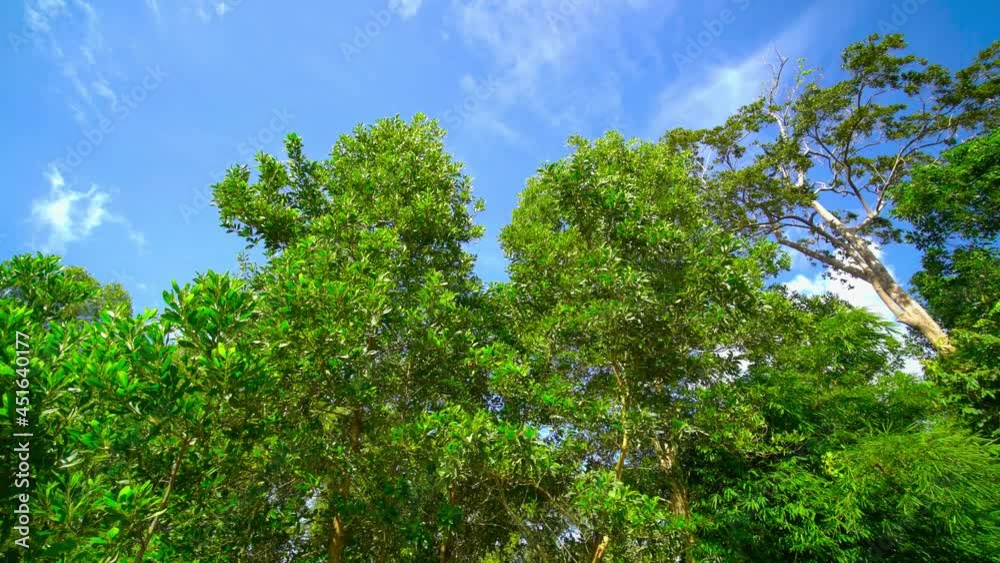trees and blue sky trees and blue sky