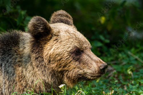 Wild Bear in Romania