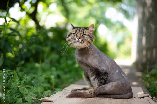 Fototapeta Naklejka Na Ścianę i Meble -  Cute sad cat sit outdoor after grooming