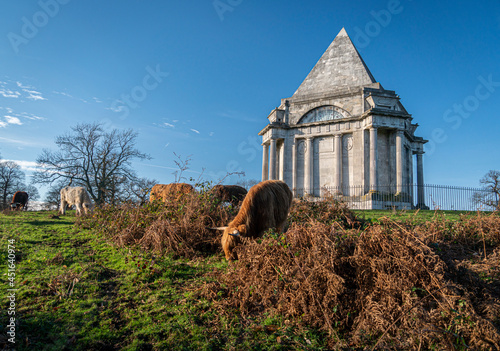 Highland cows grazing in front of Darnley Mausoleum, a restored 18th century mausoleum set in peaceful public woodland. in Kent, UK photo