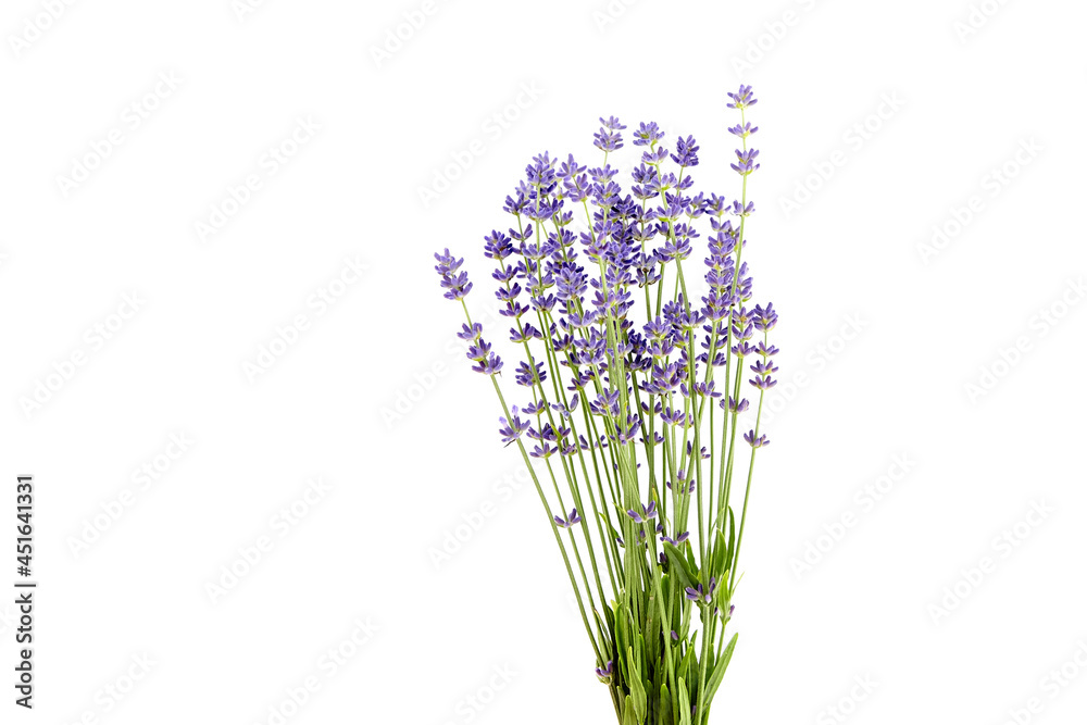 Obraz premium Lavender flowers stems with green leaves isolated on white background