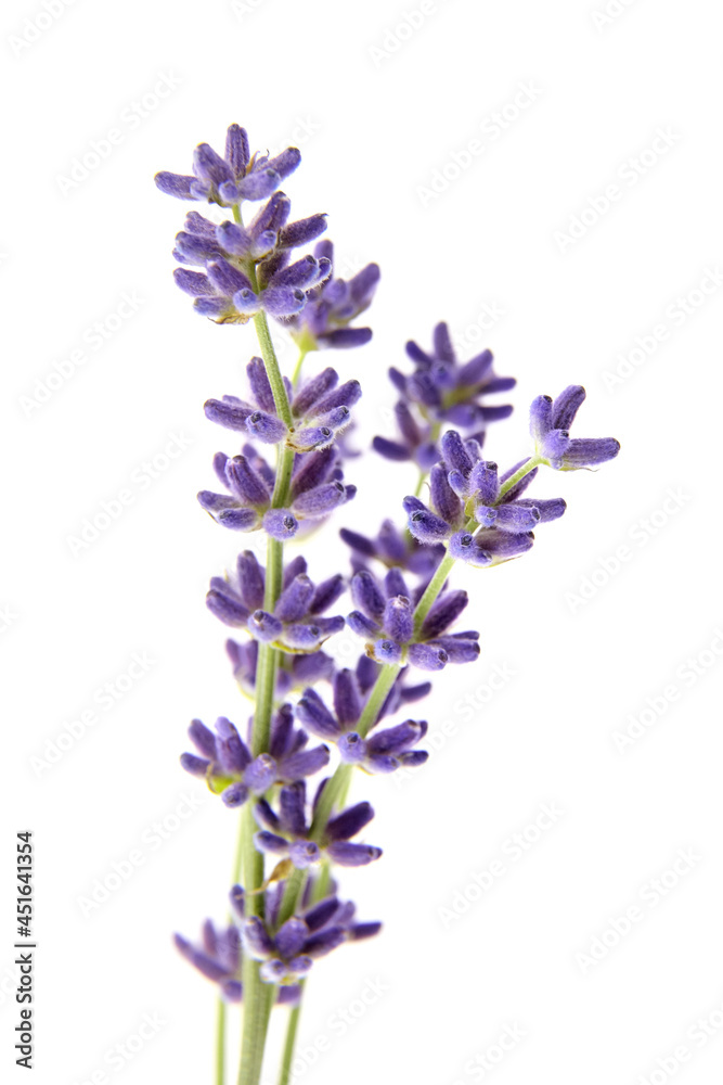 Lavender flowers isolated on white background. Fresh purple flowers closeup Lavender flowers isolated on white background. Fresh purple flowers closeup