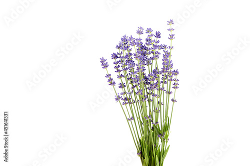 Fototapeta Naklejka Na Ścianę i Meble -  Lavender flowers stems with green leaves isolated on white background