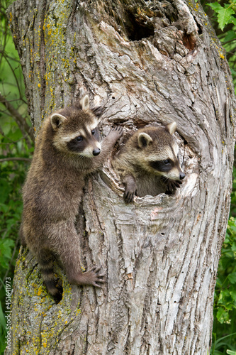 Raccoon brothers in a tree with one looking out of a hole