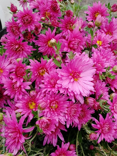 chrysanthemum flowers