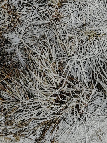 frozen grass