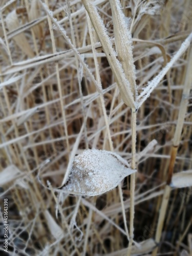 close up of a frozen grass