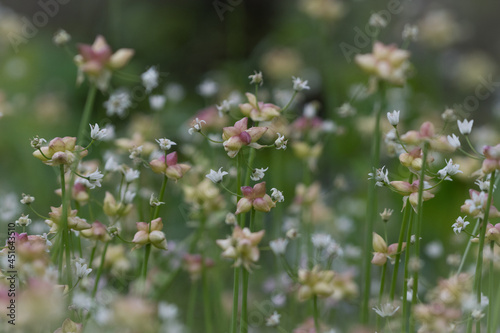 Meadow garlic, allium canadense, growing as a wildflower in Texas.