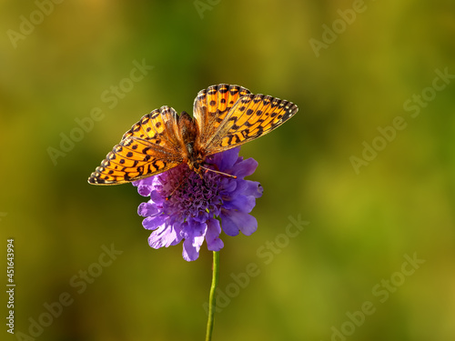 Papillon Grand Nacré butinant une fleur violette