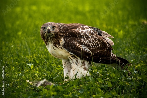 red tailed hawk