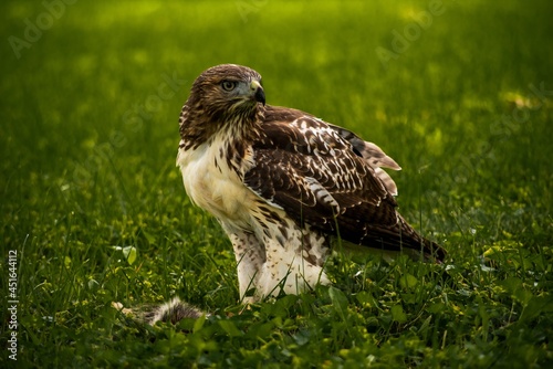 red tailed hawk