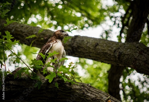 bird on a branch